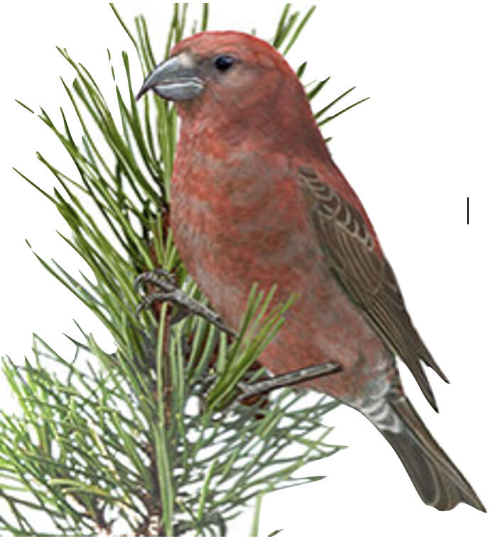 Drawing fo a Red Crossbill on a pine branch