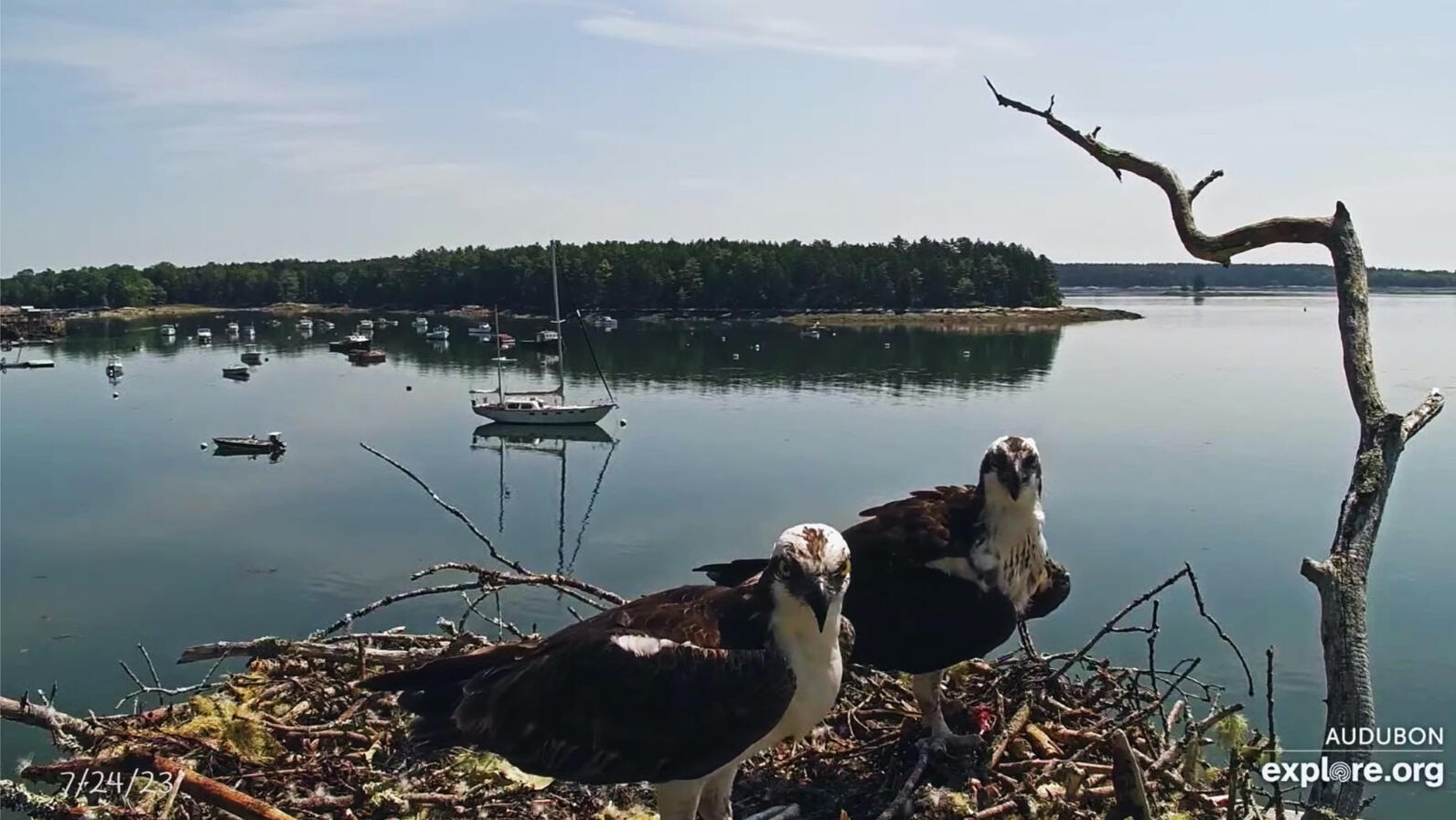 Dory and Skiff looking lost on their nest after chick predation Dory and Skiff looking lost on their nest after chick predation