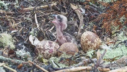 Osprey Skipper’s first day