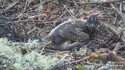 Osprey Skipper at Two Weeks