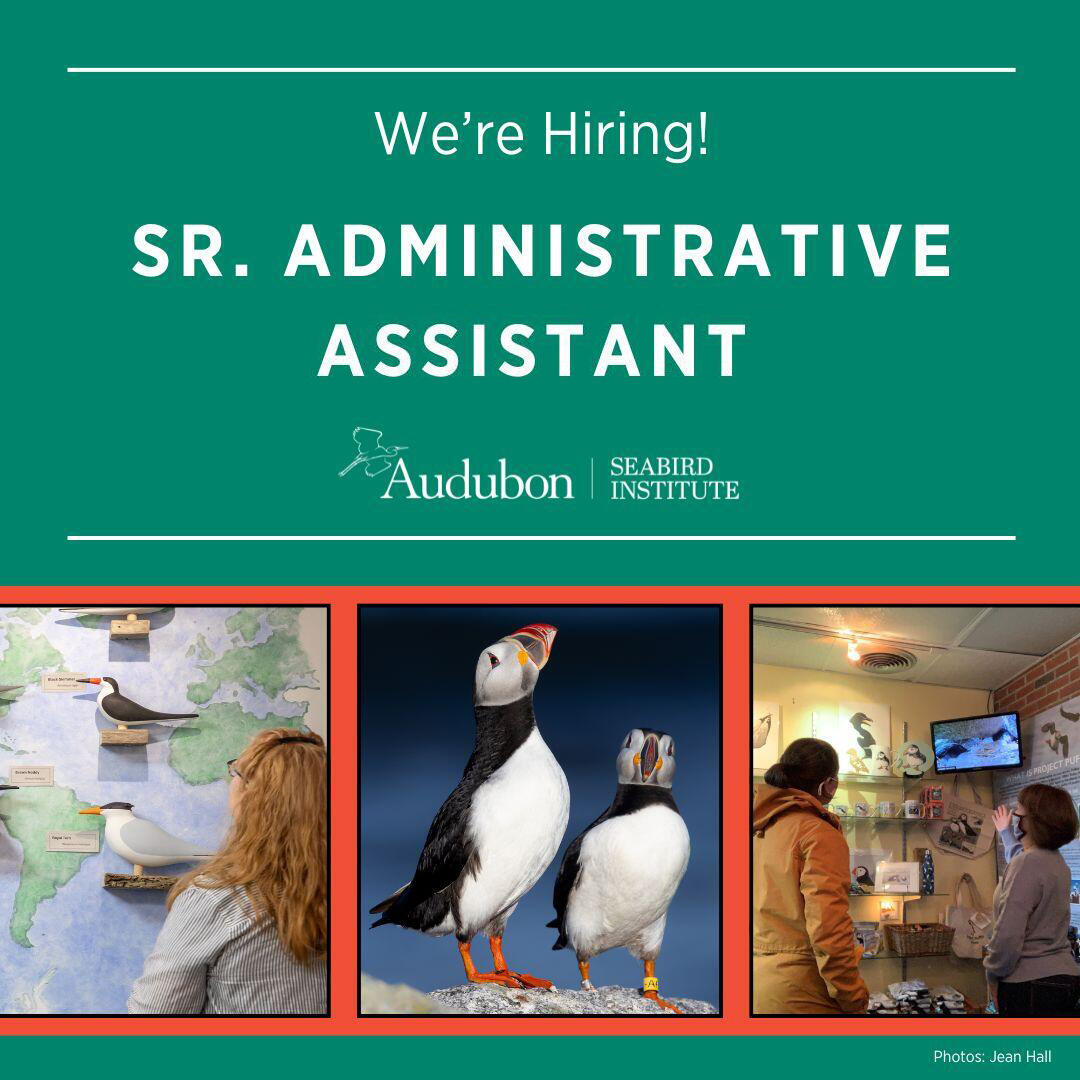 We're Hiring - SAA