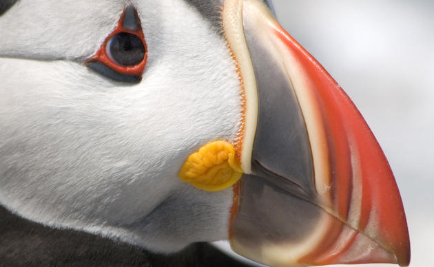 Top Puffin Watching Sites - UK Safari