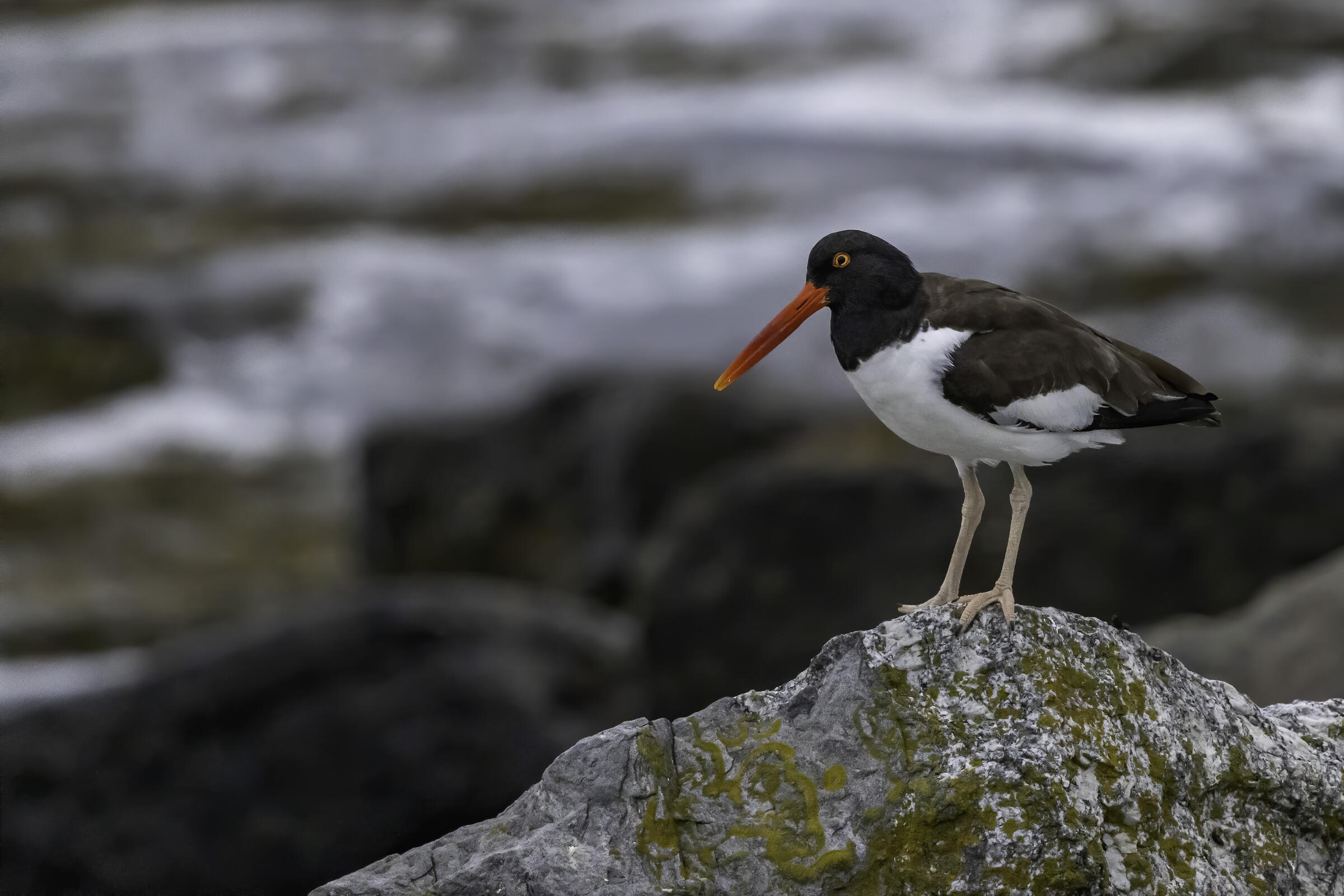 American Oystercatcher