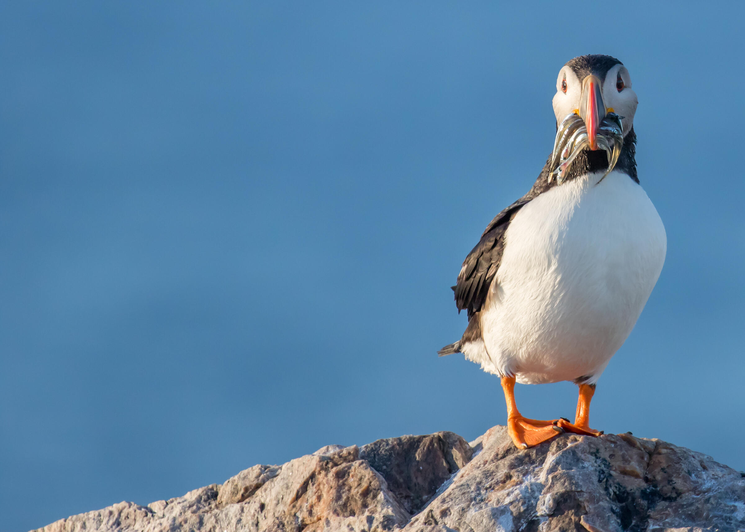 Wallpaper Atlantic puffin, 5k, 4k wallpaper, Atlantic Ocean, British Isles,  bird, colorful, nature, animal, OS #1528