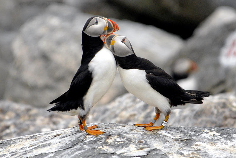 Maine's puffins on upward swing - The Wildlife Society