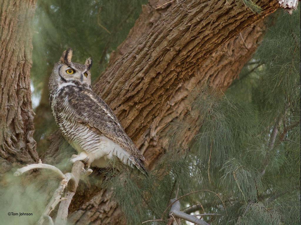 Owls: Soul of the Night | Hog Island Audubon Camp