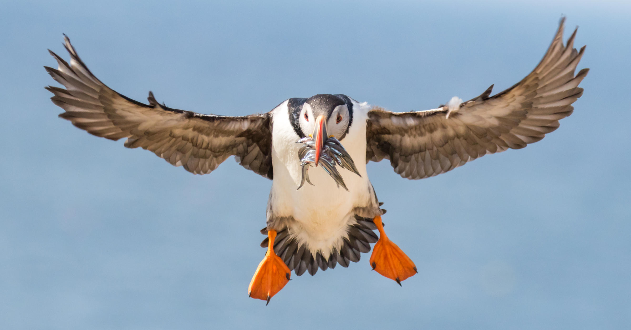 Maine's puffins on upward swing - The Wildlife Society